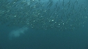SARDINES