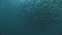 SARDINES, DAUPHINS, FOUS