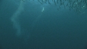SARDINES, DAUPHINS, FOUS