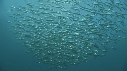SARDINES, FOUS