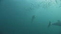 SARDINES, DAUPHINS, FOUS