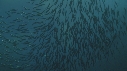 SARDINES, DAUPHINS, FOUS