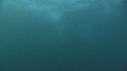 SARDINES, DAUPHINS, FOUS