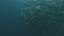 SARDINES, FOUS