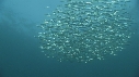 SARDINES, DAUPHINS, FOUS