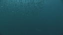 SARDINES, DAUPHINS, FOUS