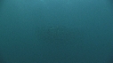 SARDINES