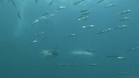 SARDINES, DAUPHINS, FOUS