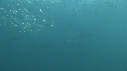 SARDINES, DAUPHINS, FOUS