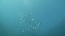 SARDINES, DAUPHINS, FOUS