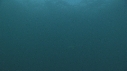 SARDINES, DAUPHINS, FOUS