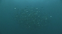SARDINES, DAUPHINS, FOUS