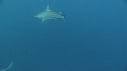 REQUINS POINTE NOIRE PLONGEUR