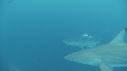 REQUINS TIGRE, REQUIN POINTE NOIRE, PLONGEUR