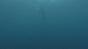 REQUINS TIGRE, PLONGEUR