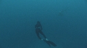 REQUINS TIGRE, PLONGEUR