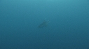 REQUINS TIGRE, PLONGEUR