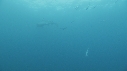 REQUINS TIGRE