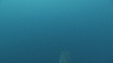 REQUINS TIGRE