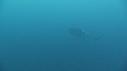 REQUINS TIGRE, PLONGEUR