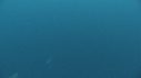 REQUINS TIGRE, PLONGEUR