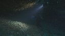 REQUINS RAGGAD TOOTH, PLONGEUR