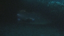 REQUINS RAGGAD TOOTH, PLONGEUR