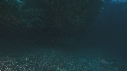 REQUINS RAGGAD TOOTH, PLONGEUR