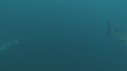 REQUINS TIGRE