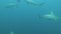 REQUINS POINTE NOIRE PLONGEUR