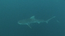 REQUINS TIGRE, PLONGEUR