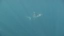 REQUINS TIGRE, PLONGEUR