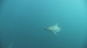 REQUINS TIGRE, PLONGEUR