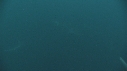 REQUINS TIGRE, PLONGEUR