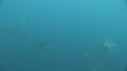 REQUINS TIGRE