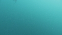 REQUINS TIGRE