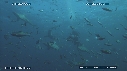 REQUINS POINTE NOIRE, PLONGEUR