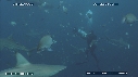 REQUINS POINTE NOIRE, REQUIN TIGRE, PLONGEUR
