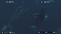 REQUINS POINTE NOIRE, REQUIN TIGRE, PLONGEUR, ZODIAC
