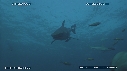 REQUINS POINTE NOIRE, REQUIN TIGRE, PLONGEUR