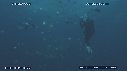 PLONGEUR, REQUIN TIGRE