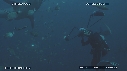 PLONGEUR, REQUIN TIGRE