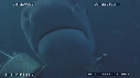 REQUINS TIGRE