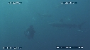 REQUINS POINTE NOIRE