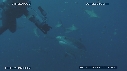 PLONGEUR, REQUIN TIGRE
