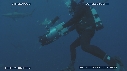 PLONGEUR, REQUIN TIGRE
