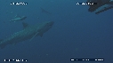 PLONGEUR, REQUIN TIGRE