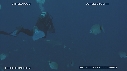 PLONGEUR, REQUIN TIGRE