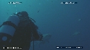PLONGEUR, REQUIN TIGRE