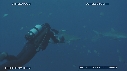 PLONGEUR, REQUIN TIGRE